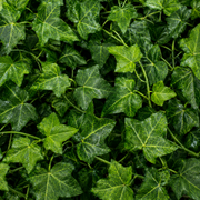 Planta Artificială Ghirlandă din Iederă, 12 Ramuri x 36 Frunze, Verde