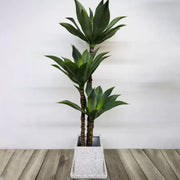 Sztuczna roślina Dracaena fragrans, bez doniczki, 180 cm Zielone sztuczne rośliny doniczkowe Domyślny tytuł Alessandro Design